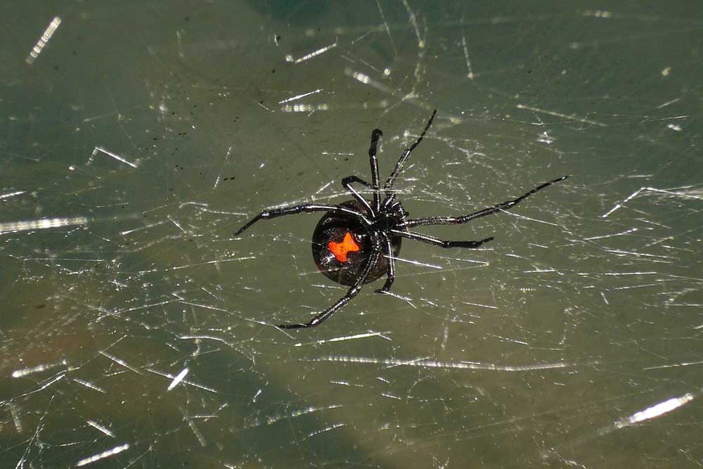 Black widow, poisonous spider, spider