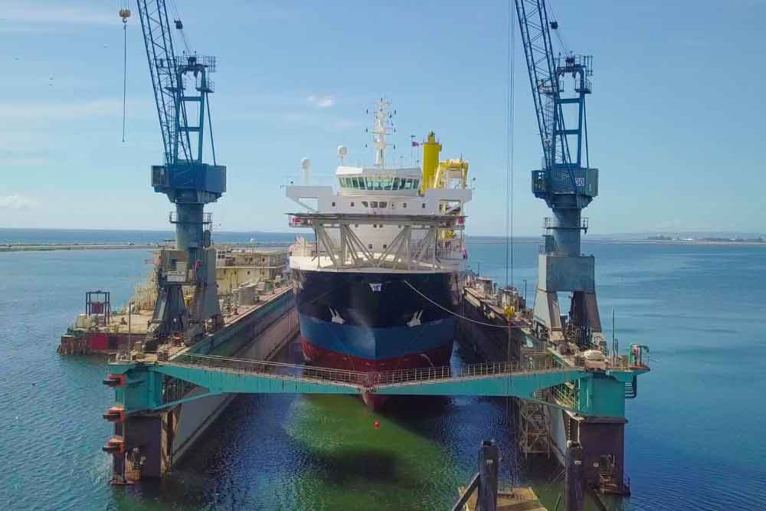"Mexican Giant" in the floating dock in Kingston